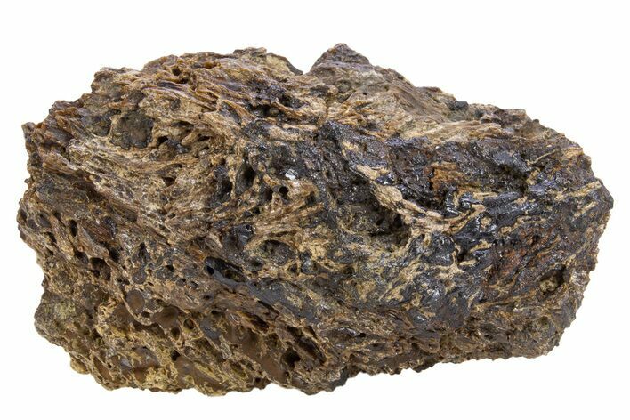 Fossil Tyrannosaur (T rex) Bone Section - Wyoming #306729